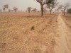 Fields in Mali