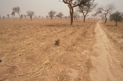 Fields in Mali